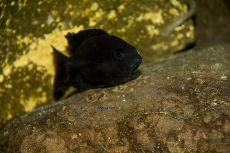 Copadichromis melas 'Mala Point'